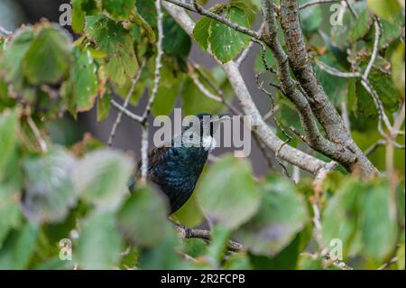 TUI, Gemeindevogel (Prosthemadera novaeseelandiae), Südinsel, Neuseeland Stockfoto