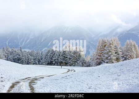 Spazieren Sie durch das Naturschutzgebiet Lärchenwiesen mit dem ersten Schnee im Spätherbst auf dem Mieminger Plateau in Tirol Stockfoto