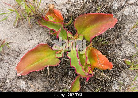 Gemeine Eispflanze (Mesembryanthemum crystallinum), Shelley Point, Stompneusbaai, Westkap, Südafrika Stockfoto