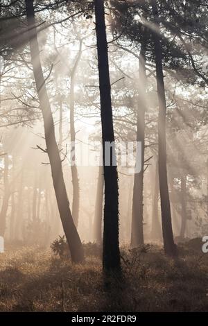 Der Kiefernwald bei Cap Erquy im herbstlichen Morgennebel. Brittany, Nordküste. Frankreich. Stockfoto