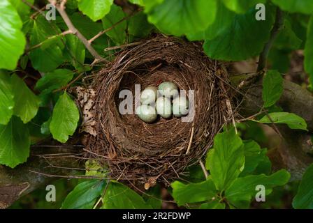 Eurasian Blackbird, Turdus merula, Nest mit Eiern, London, Vereinigtes Königreich