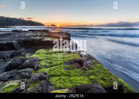 Sonnenaufgang am Tessalated Pavement am Eagle Hawk Neck, Tasmanien Stockfoto