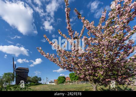 Kirschblüte, Windmühle, Werder Havelland, Potsdam Mittelmark, Brandenburg, Deutschland Stockfoto