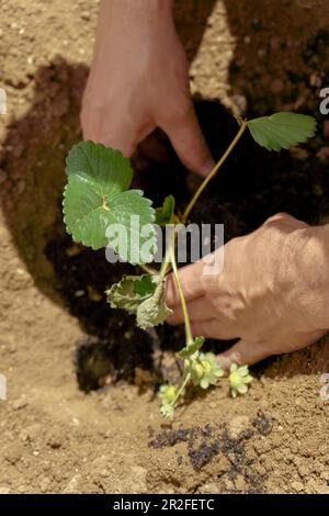 Nahaufnahme der Hände eines Mannes, der eine Erdbeerpflanze in seinem Garten pflanzt Stockfoto