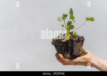 Die Hand eines Mannes, der eine Erdbeerpflanze hält, deren Wurzeln auf weißem Hintergrund isoliert sind und einen Kopierraum haben Stockfoto