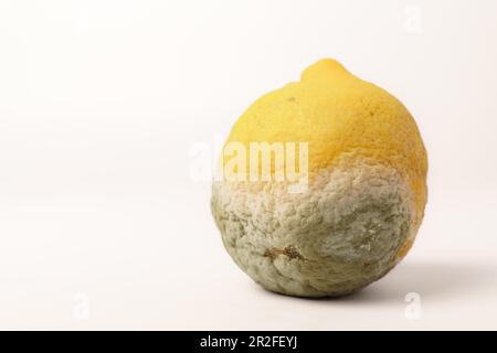 Nahaufnahme einer faulen Zitrone, isoliert auf weißem Hintergrund Stockfoto
