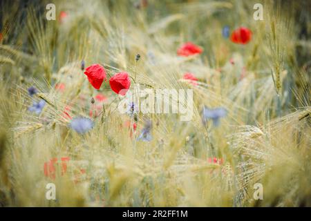 Mohn und Maisblüten mit Regentropfen im Gerstenfeld, Bringhausen, Edertal, Waldeck-Frankenberg, Hessen, Deutschland, Europa Stockfoto