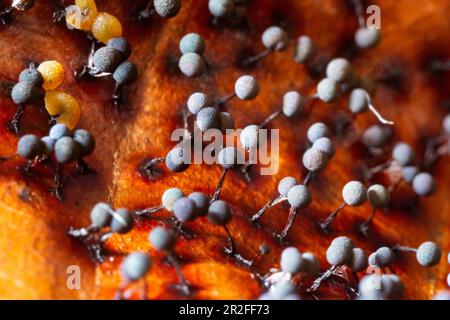 Filamentöser Fruchtschleim bildet mehrere Fruchtkörper nebeneinander mit blauen kugelförmigen Kappen und gelben Fruchtkörpern auf braunen Blättern Stockfoto