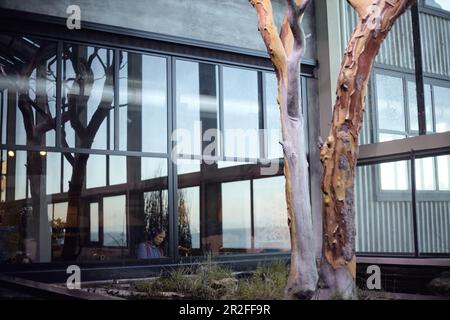 Maum im Monterey Bay Aquarium in Monterey, Kalifornien, USA. Stockfoto