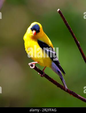 Goldfinch hoch oben auf einem Ast mit farbenfrohem Hintergrund in seiner Umgebung und Umgebung mit gelben Gefiederfedern. Amerikanisches Gold Stockfoto