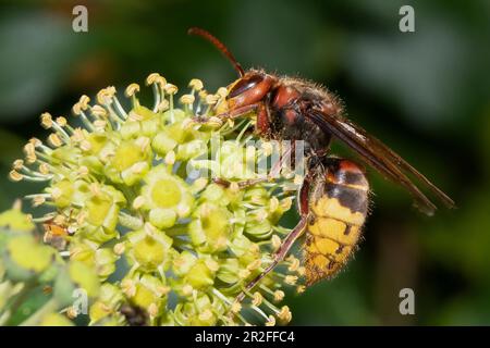 Hornet hängt an Efeu-Blüten und saugt links Stockfoto