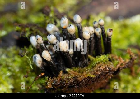 Die Nebenfrucht aus der schwarzen Konidia bildet mehrere schwarze, raue Stiele und eiförmige, milchweiße Köpfe nebeneinander auf Baumstumpf mit grünem Moos Stockfoto