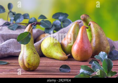 Ländliche Stillleben - Blick auf eine Konferenz Birne nach der Ernte auf einem Holztisch, Gruppe von Birnen Nahaufnahme mit selektivem Fokus Stockfoto