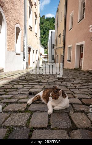 Eine Katze auf Kopfsteinpflaster in der Altstadt von Passau, Niederbayern, Bayern, Deutschland, Europa Stockfoto