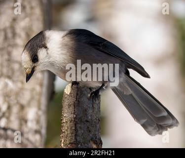 Grey Jay hoch oben auf einem Zweig mit grauer Farbe, Schwanz, Flügeln, Füßen und Augen mit Waldhintergrund in seiner Umgebung und Umgebung. Kanada Stockfoto