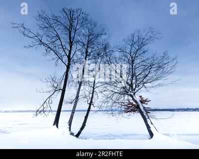 Bäume am Ufer des Starnberger Sees im Winter mit Schnee, Tutzing, Bayern, Deutschland Stockfoto