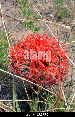 Malawi; Nordregion; Nyika-Nationalpark; leuchtend rote Blutblume Stockfoto