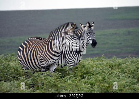 Malawi; Nordregion; Nyika-Nationalpark; Zebras auf dem Nyika-Plateau; fast baumloses Grasland und ausgedehnte Farnwiesen Stockfoto