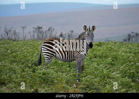 Malawi; Nordregion; Nyika-Nationalpark; Zebra auf dem Nyika-Plateau; fast baumloses Grasland und ausgedehnte Farnwiesen Stockfoto