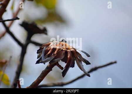 Malawi; Nordregion; Nyika-Nationalpark; verwelkte Blüten des Zuckerbusches Stockfoto