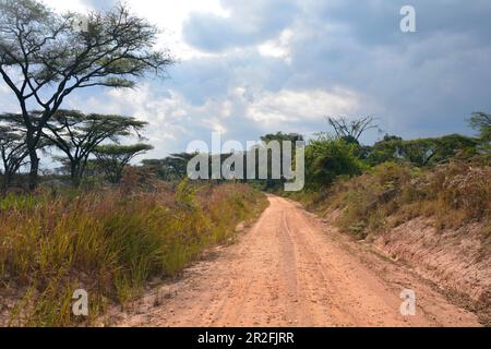 Malawi; nördliche Region; Nyika-Berge; typische Buschlandschaft an der M9; Schotterstraße mit Akazien Stockfoto