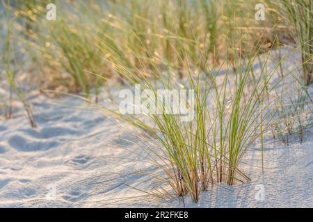 Strandgras auf der Halbinsel Ellenbogen, Sylt, Schleswig-Holstein, Deutschland Stockfoto