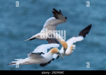 3 nördliche Gannets im Flug über das Meer, Helgoland, Nordsee, Schleswig-Holstein, Deutschland Stockfoto