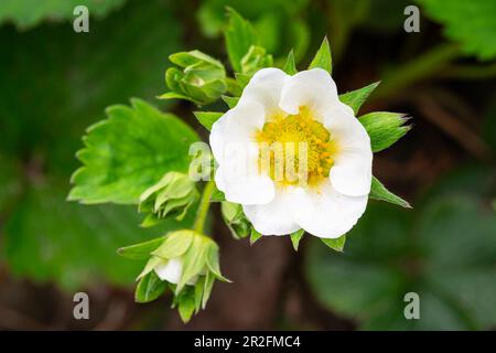 Detaillierte Aufnahme einer Erdbeerblume (Fragaria) Stockfoto