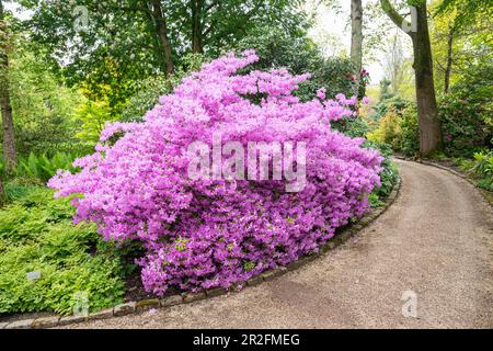Rosafarbenes Rhododendron auf einem Wanderweg im botanischen Garten „Arboretum Trompenburg“ in Rotterdam, Niederlande Stockfoto