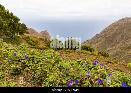 Landschaft am Wanderweg von Las Carboneras nach Chinamada im Anaga-Gebirge, Teneriffa, Spanien Stockfoto