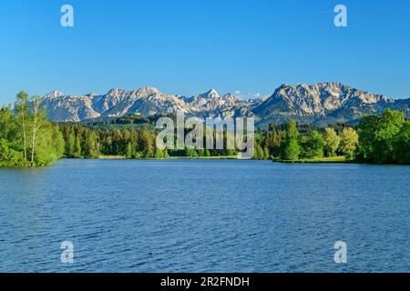 Schwaltenweiher mit Tannheimer-Gebirge im Hintergrund, Schwaltenweiher, Ostallgäu, Allgäu, Schwabien, Bayern, Deutschland Stockfoto