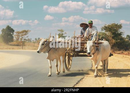 Bagan, Myanamr - Fabruary 3, 2017 : Burmesischer Landsmann, der auf einer von zwei weißen Büffeln gezogenen Straße einen Holzwagen fährt. Ländliche Landschaft und traditionelle Dorfbewohner Stockfoto