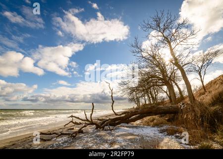 Entwurzelter Baum am Strand, steile Küste, Ostsee, Ostermade, Ostholstein, Schleswig-Holstein, Deutschland Stockfoto