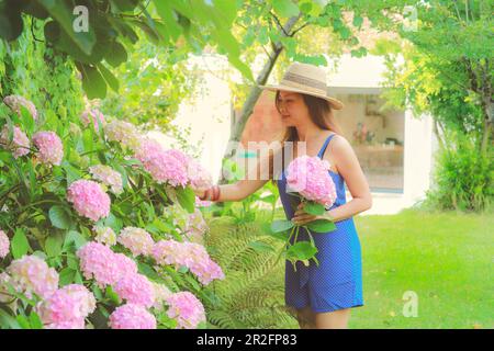 Eine schwache Frau pflückt im Garten rosa Hydrangea-Blumen, Gartenarbeit Stockfoto