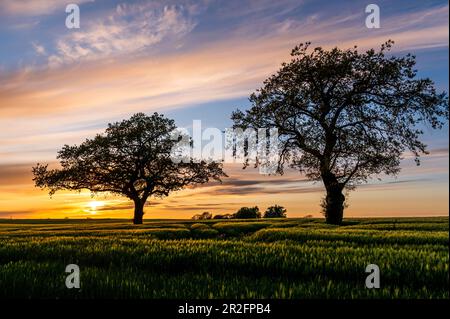 2 Eichen im Gerstenfeld, Abendlicht, Ostholstein; Schleswig-Holstein, Deutschland Stockfoto