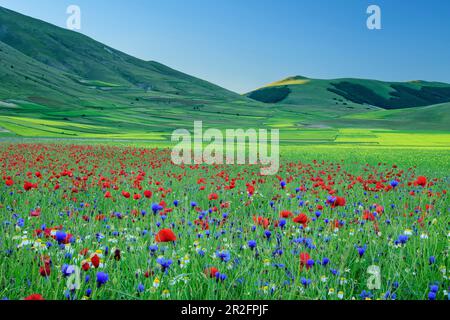 Blühendes Feld mit Mohn, Gänseblümchen und Maisblumen, Castelluccio, Sibillini Mountains, Monti Sibillini, Monti Sibillini Nationalpark, Parco naziona Stockfoto