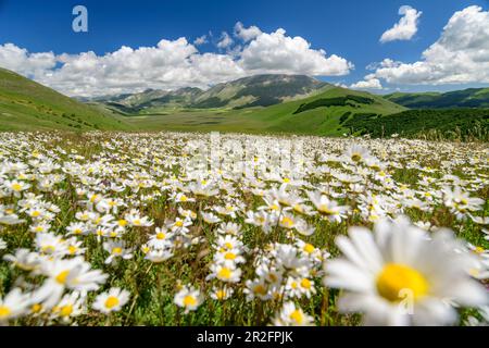 Blühende Gänseblümchen mit Sibillini-Bergen im Hintergrund, Monti Sibillini, Monti Sibillini-Nationalpark, Parco nazionale dei Monti Sibillini, Apen Stockfoto