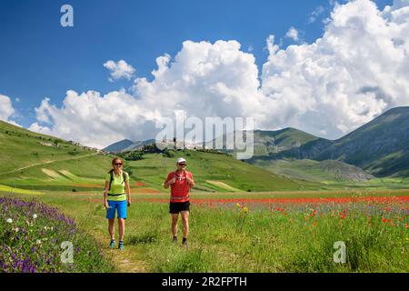 Mann und Frau wandern durch blühendes Mohnfeld mit Castelluccio im Hintergrund, Castelluccio, Sibillini Mountains, Monti Sibillini, National P. Stockfoto