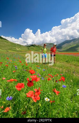 Mann und Frau wandern durch blühendes Mohnfeld mit Castelluccio im Hintergrund, Castelluccio, Sibillini Mountains, Monti Sibillini, National P. Stockfoto