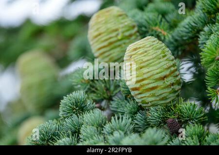 Junge Zapfen auf Atlas Cedar, Atlas Cedar, Cedrus atlantica, Foret de Cedres, Luberon, Luberon Nature Park, Vaucluse, Provence-Alpes-Cote d'Azur, Frankreich Stockfoto