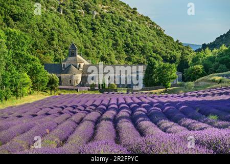 Senanque-Kloster mit blühendem Lavendelfeld im Vordergrund, Notre-Dame de Senanque, Abbaye Senanque, Vaucluse, Provence-Alpes-Cote d'Azur, Fra Stockfoto