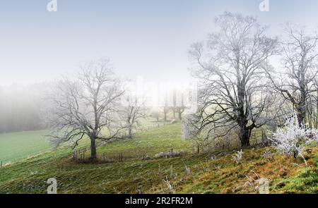 Frostige Bäume im Winter, Ilkahöhe, Tutzing, Bayern, Deutschland Stockfoto