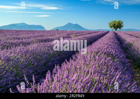 Blühendes Lavendelfeld mit Le Grand Marges im Hintergrund, Valensole, Verdon Nature Park, Alpes-de-Haute-Provence, Provence-Alpes-Cote d'Azur, Fr Stockfoto