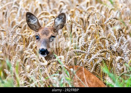 Weibliche Rehe, Rikke, auf dem Weizenfeld, Georgshof, East Holstein, Schleswig-Holstein, Deutschland Stockfoto