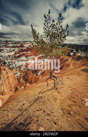 Einsamer Baum mit freigelegten Wurzeln im Bryce Canyon, Utah, USA, Nordamerika Stockfoto