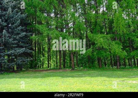 Läuten mit gelben Löwenzahn und grünem Gras vor dem Hintergrund des Fichtenwaldes am sonnigen Frühlingstag Stockfoto