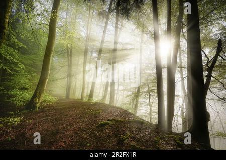 Sonnenstrahlen im morgendlichen Buchenwald, Bayern, Deutschland Stockfoto
