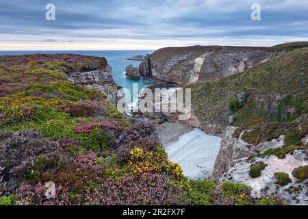 Heideland auf Cap Frehel in der Blütezeit im Sommer. Brittany, Frankreich Stockfoto