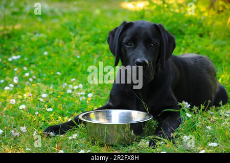 Schwarzes Labrador Hündchen auf dem Gras mit leerer Schüssel. Glücklicher Hund, der im Park sitzt. Stockfoto