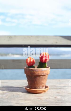 Kakteen als Tischdekoration an der Stearns Wharf in Santa Barbara, Kalifornien, USA: Stockfoto